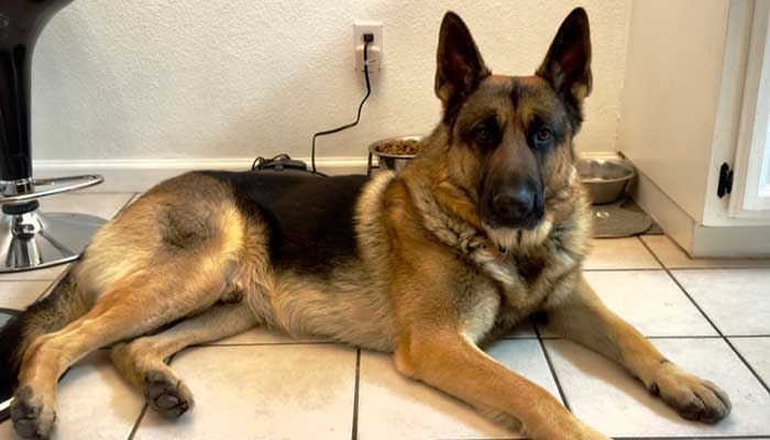 Picture of my German shepherd dog lying down