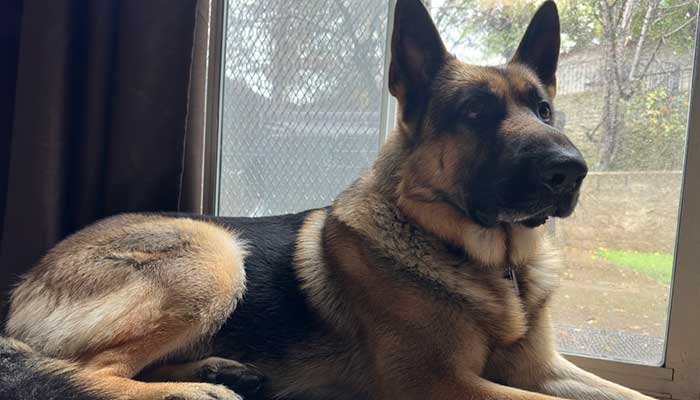 Picture of a german shepherd lying down