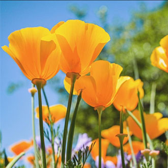 Poppy flower close-up against a blue sky, surrounded by other poppies, soaking in the sunny day's beauty.
