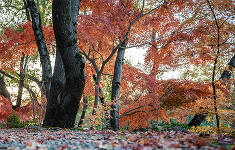 Picture of colorful Japaneese Maple Trees in the fall