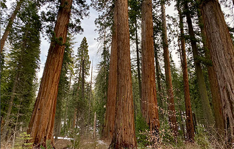 a group of tall redwood trees