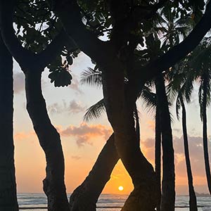 palm trees in front of sunset