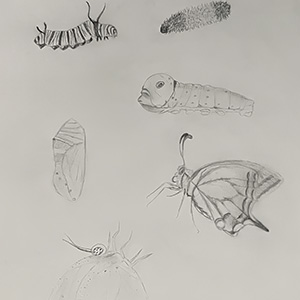 sketches of bugs