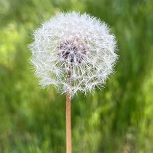 close image of a dandilion