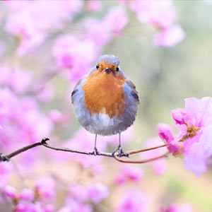digitally painted bird on branch with flowers