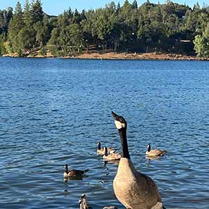 geese in front of lake