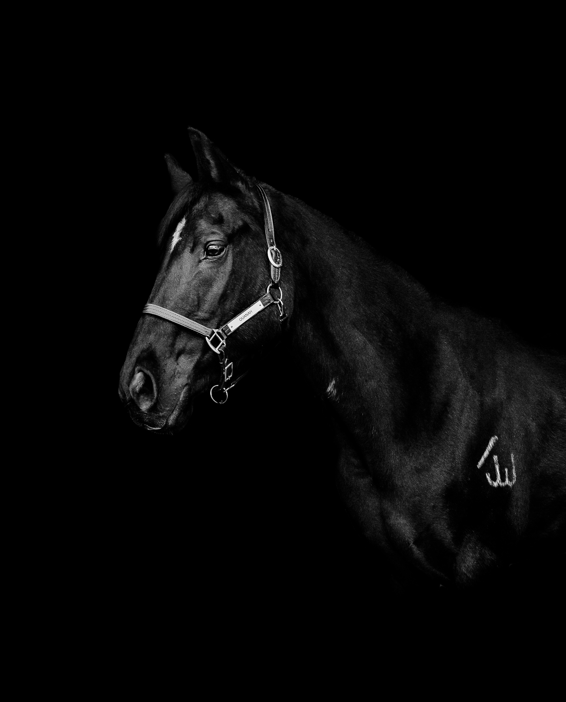 BlACK Horse on Black background