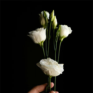 One flower