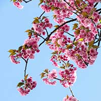 A branch of pink cherry blossom from the Spring