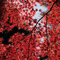A branch of red leaves during the fall