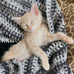 Kitten laying on its back sleeping on top of a crochet blanket