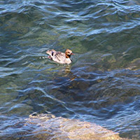 Cute duck swimming in the rippling waters of Lake Tahoe