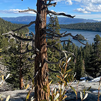 View of a unique tree with Emerald Bay in the distance
