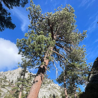 Looking up from the base of a large pine tree with a mountain in the background 
