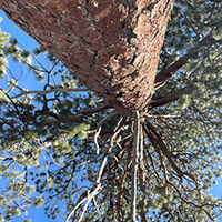 Looking up at a large pine tree
