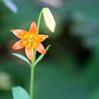 Close up photo of an orange and yellow flower 