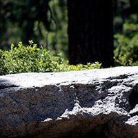 Large granite boulder with green foliage in the background