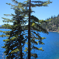 Two pine trees in front of the blue waters of Lake Tahoe