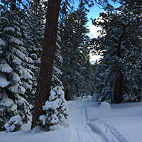 Snowshoeing trail through the trees