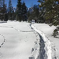 Sunlit snowshoe trail heading towards some trees