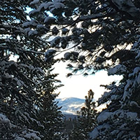 Snowy trees with a view of snow-covered mountains