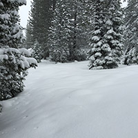 View of snow-covered hill and trees