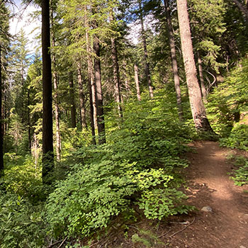 dirt trail surrounded by plants