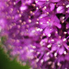 Thumbnail of a photograph close-up of vibrant purple flowers.