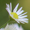 Thumbnail of a photograph is a small white flower on a green background.