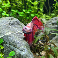 A red betta fish flaring it's fins at the camera in a well lit planted fish tank with a grey rock.