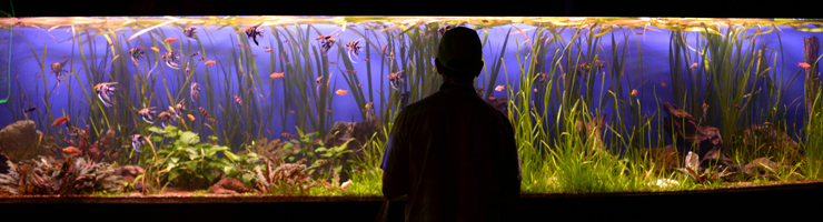 A person standing silhouetted in front of a well lit fish tank with many fish and live plants