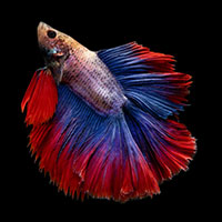 Multicolored blue and red betta fish up close in detail with a plain black background.