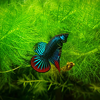 A multicolored imbellis betta fish up close in detail swimming in aquatic plants