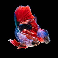 Multicolored betta fish up close in detail with a plain black background.