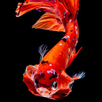 Up close of a bright orange betta fish with black and white spots in front of a plain black background.