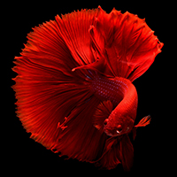 Super red betta fish up close in detail with a plain black background.