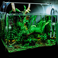 A clean betta fish tank setup with real plants and a natural environment