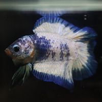 Blue and white betta fish up close in detail with a plain black background.