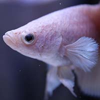 Close up photo of a pale pink male betta fish face