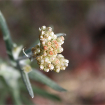 An extreme close-up of the very top of a flowering plant.