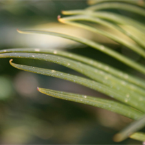 An extreme close-up of the leaves on a plant.