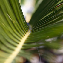 An extreme close-up of the spine of a plant.