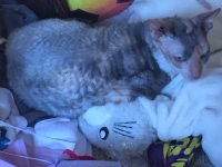 Picture of a Cornish Rex sitting on stuffed animals