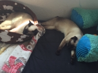 Picture of two cats sleeping next to each other