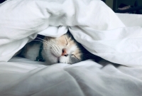 Picture of a cat sleeping under a blanket