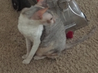 Picture of a Cornish Rex looking behind him