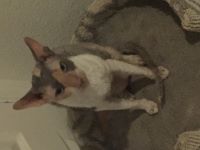 Picture of a Cornish Rex sitting in a cat tower