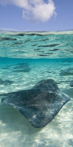 Stingray in water up close underwater shot