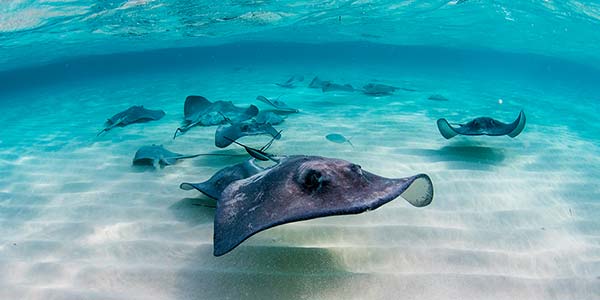 rays on the bottom of ocean swarmed underwater shot
