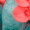 Close up of green leaf and orange flowers